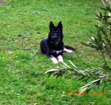 Akita (Deutscher Schäferhund, Husky) Deutscher Schäferhund Siberian Husky Mischling Akita (Deutscher Schäferhund, Husky) Deutscher Schäferhund Siberian Husky
